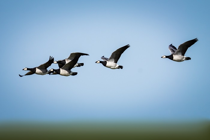 Nordsee Ostfriesland Vogelbeobachtung