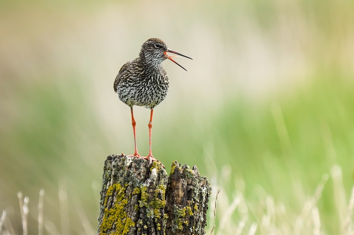 Rotschenkel an der Nordsee