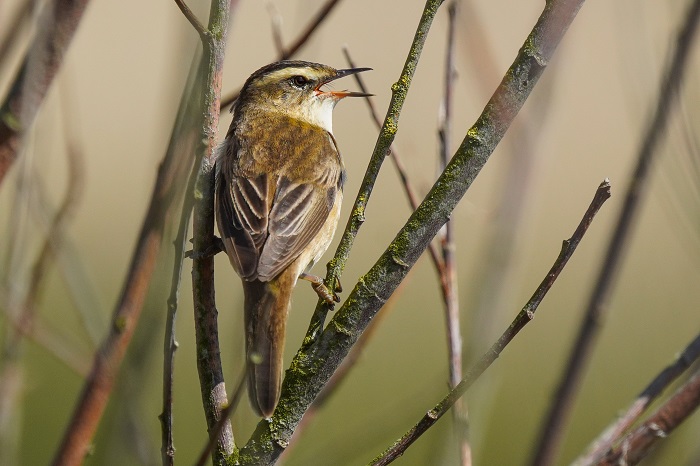 Singvögel Nordsee Ostfriesland