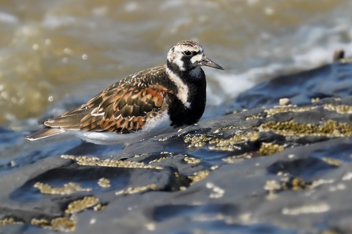 Vögel beobachten auf Langeoog