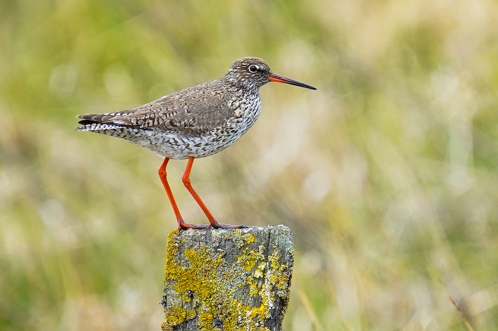 Vögel beobachten Norddeich Nordsee