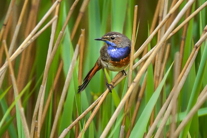 Vogelbeobachtung Ostfriesland 