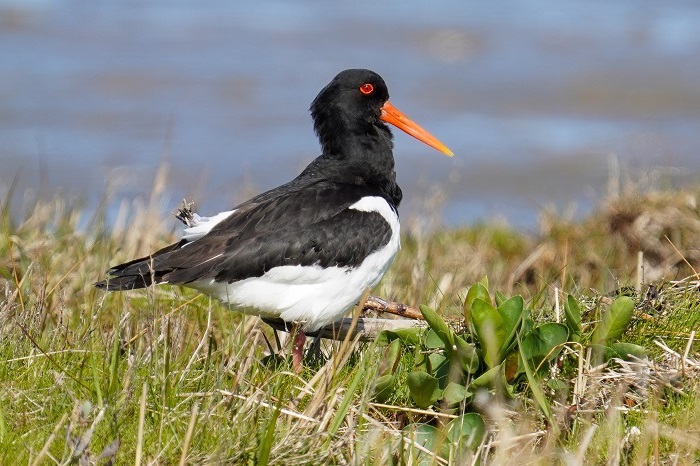 Vogelarten Ostfriesland