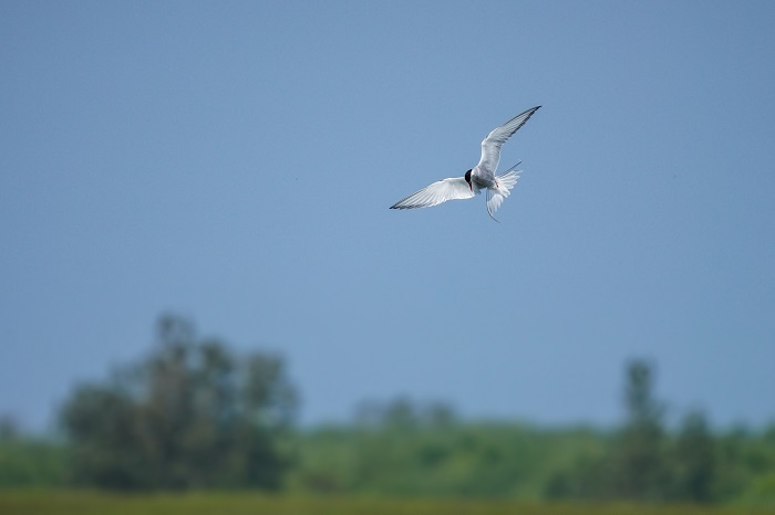 Vogelbeobachtung Langeoog