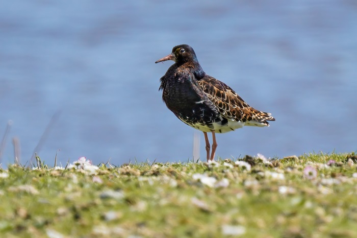 Vogelbeobachtung Leybucht