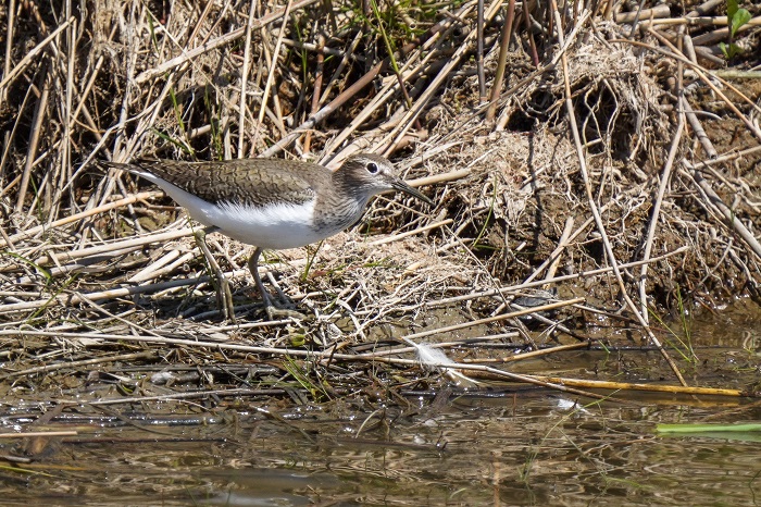 Vogelbeobachtung Leyhörn Beobachtungshütte Hauener Pütten