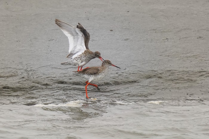 Vogelbeobachtung Nessmersiel