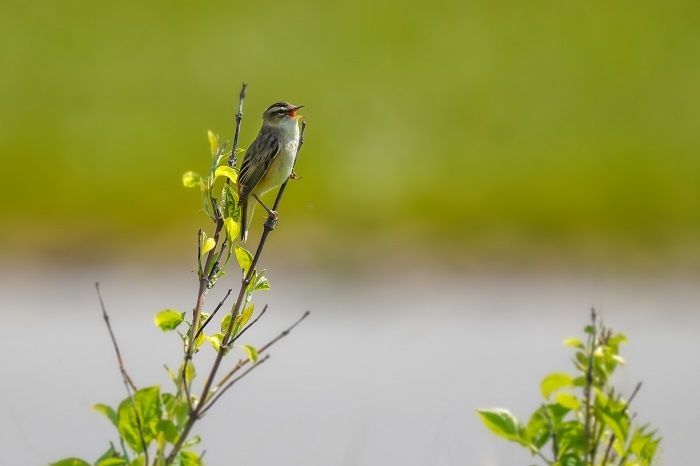 Vogelpfad Ostermarsch Vogelarten