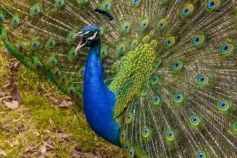 Blauer Pfau