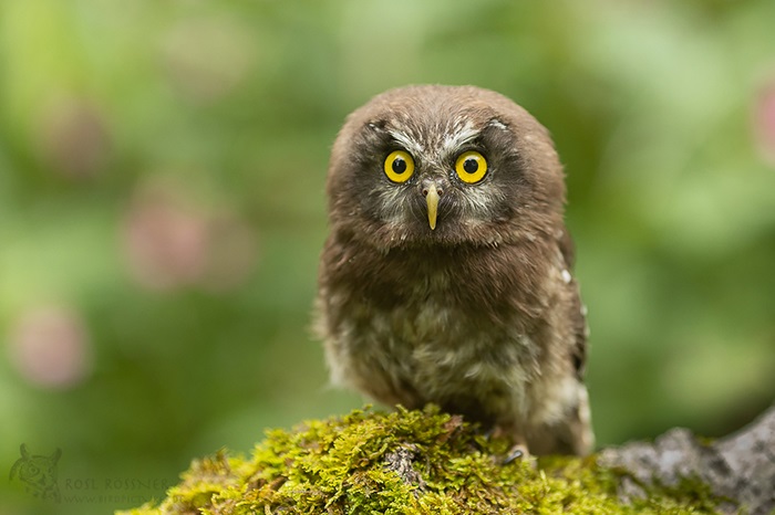 Raufußkauz Jungvogel