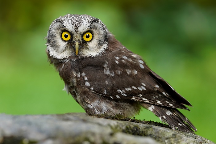 Raufusskauz 