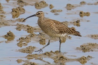 Regenbrachvogel