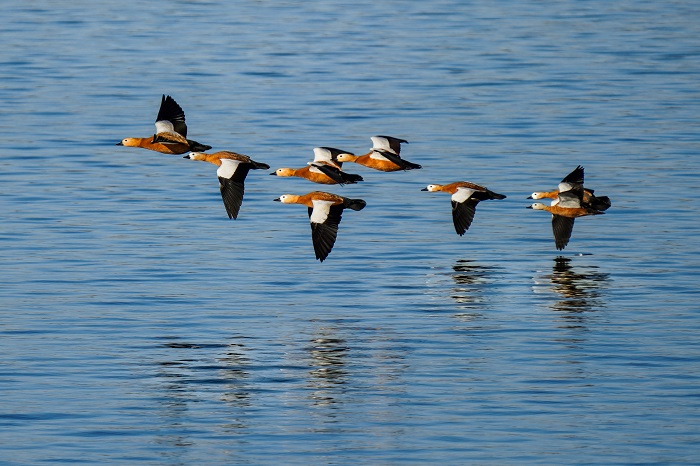 Rostgänse am Ismaniner Speichersee