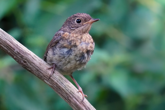 rotkehlchen jungvogel