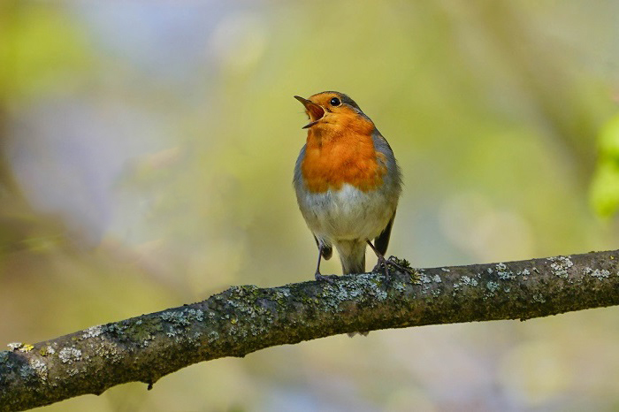 Vogelbeobachtung Botanischer Garten München