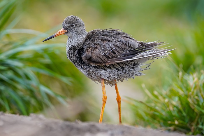 Rotschenkel am Wattenmeer