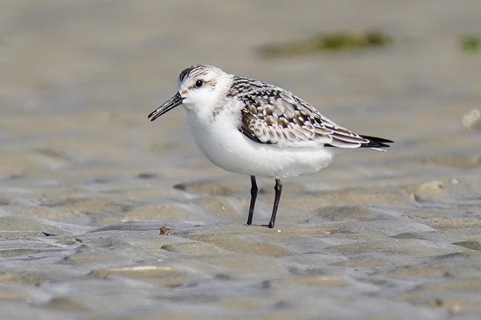 sanderling