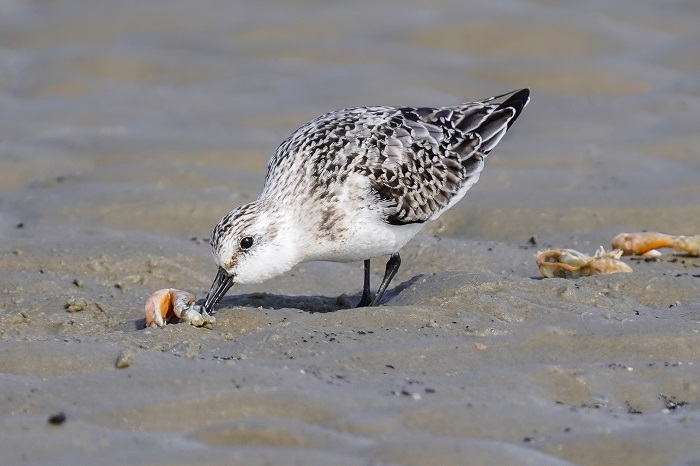 sanderling