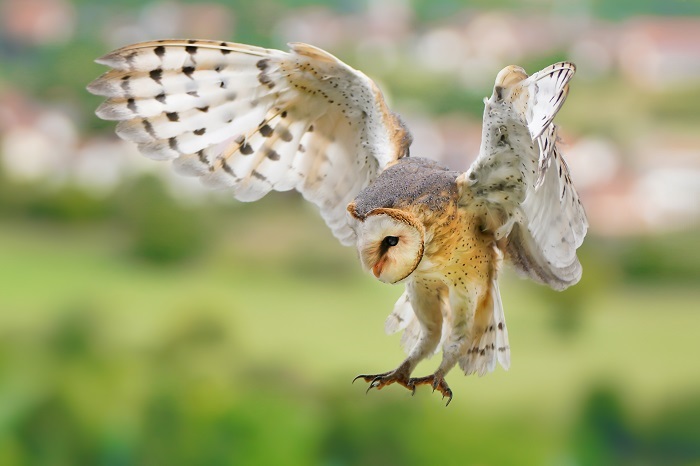 Fliegende Schleiereule