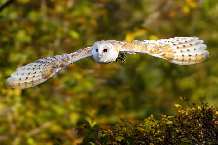 vogelpark walsrode flugvorführung