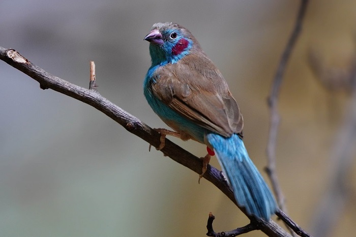Vogelarten Zoo Nürnberg