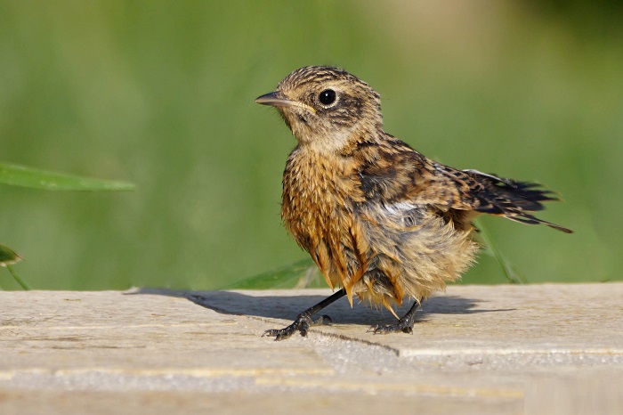 schwarzkehlchen jungvogel