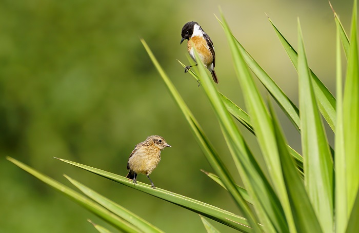 Vogelbeobachtung Kreta