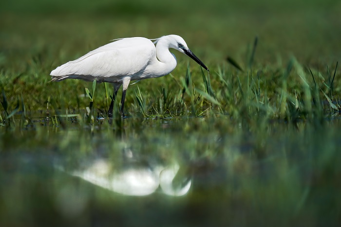 la charca de maspalomas seidenreiher