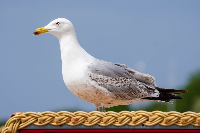 Silbermöwe