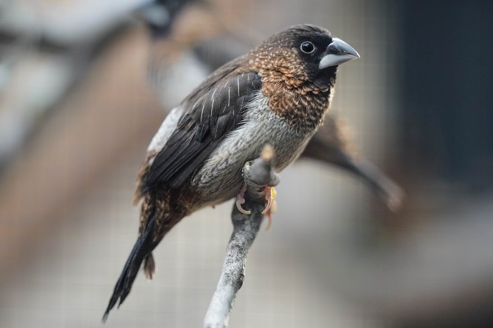 spitzschwanzbronzemännchen