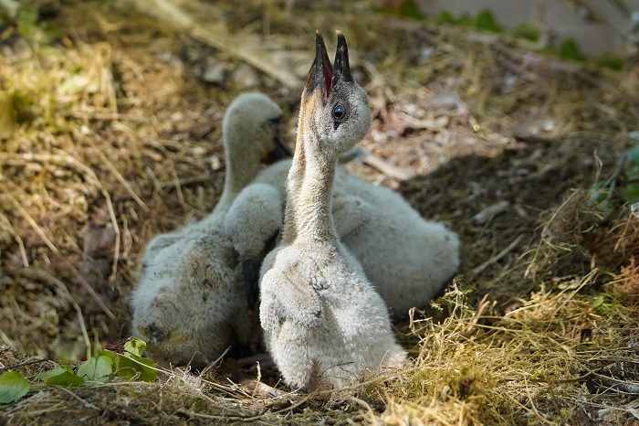 Weißstorch Jungvogel Klapperstorch