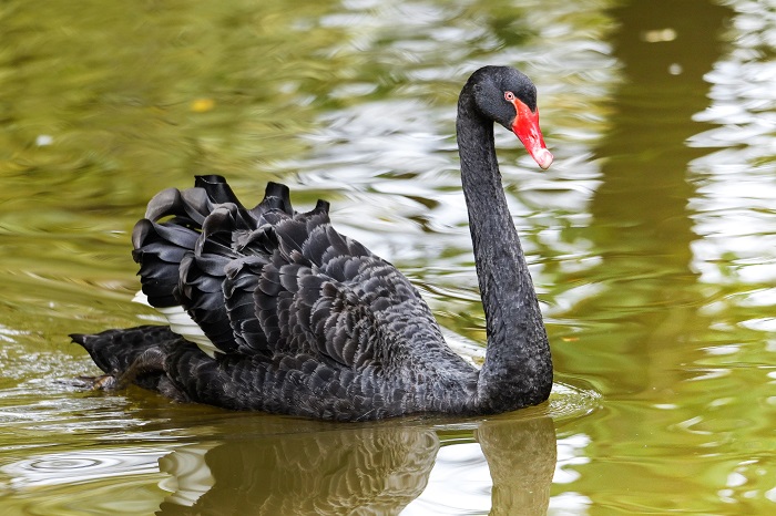 Trauerschwan