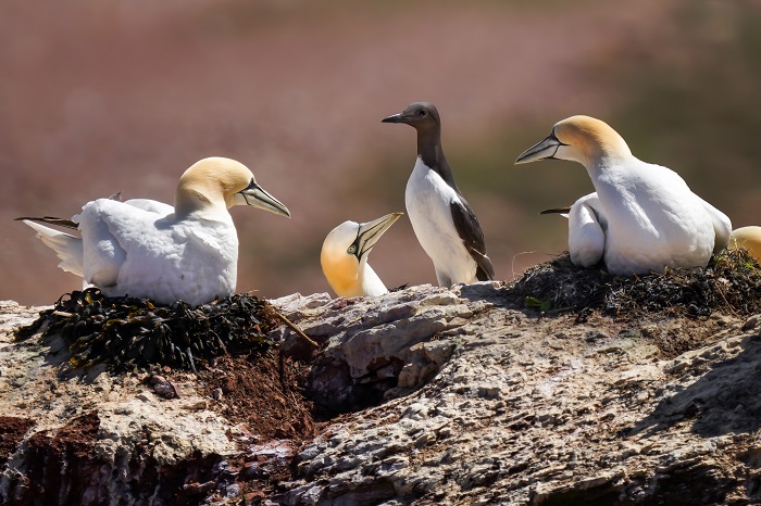 Trottellumme auf Helgoland