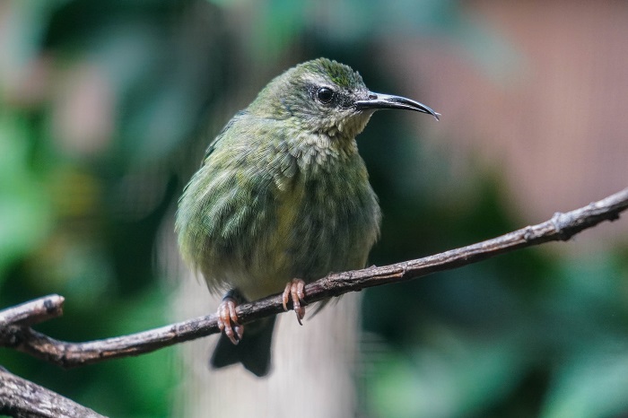 Türkisnaschvogel Weibchen