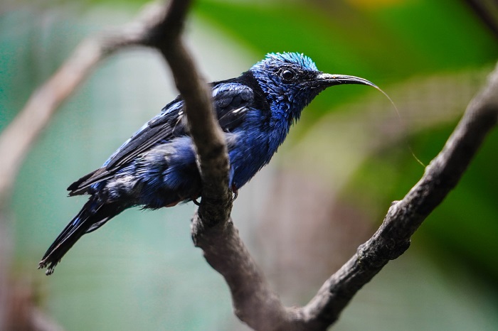 Türkisnaschvogel