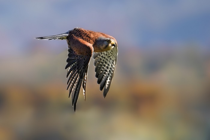 Turmfalke im Flug