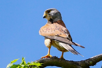 Vögel Fröttmaninger Heide