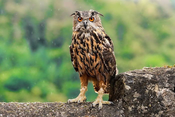 Uhu im Regen