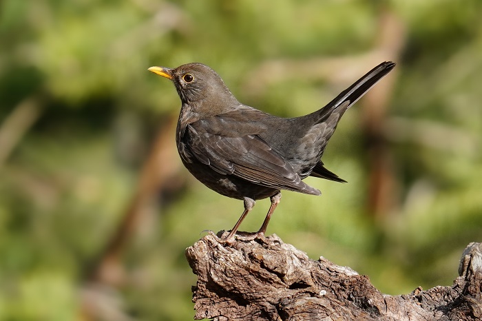 Brutvögel der Kanaren