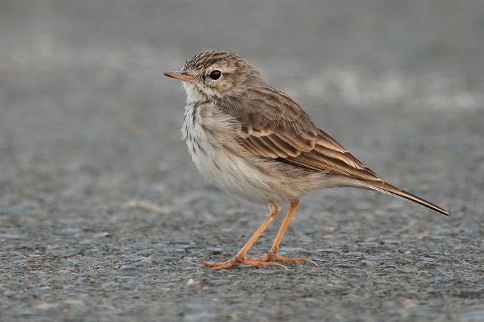 Gran Canaria Vogelbeobachtung