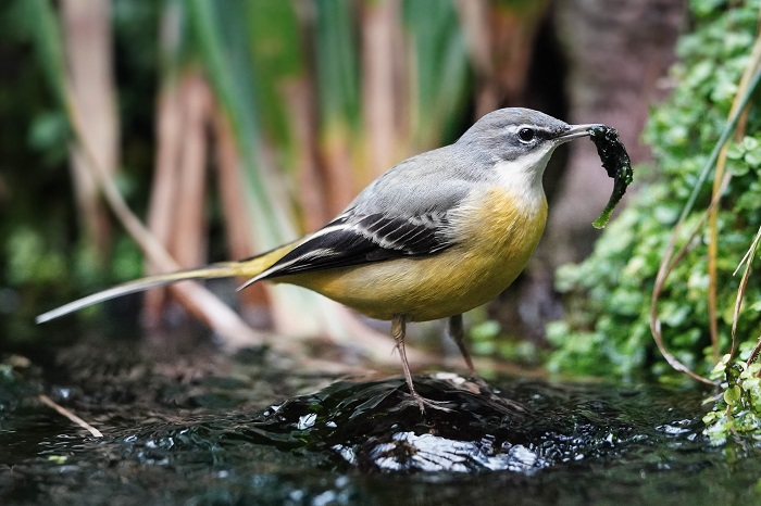 Kanaren Vogelarten
