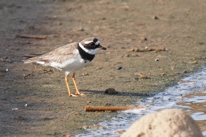 Kanarische Inseln Vogelarten