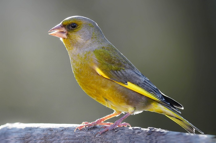 Singvogelarten der Kanaren