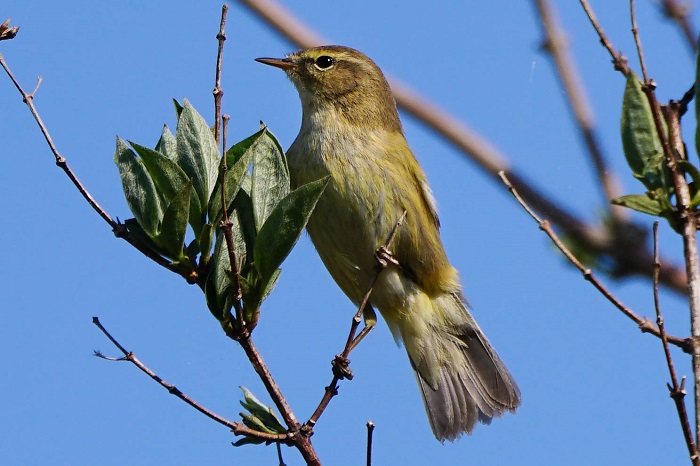 Vogelarten der Kanarischen Inseln