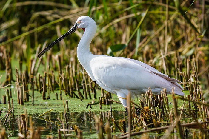 Vögel Kanaren