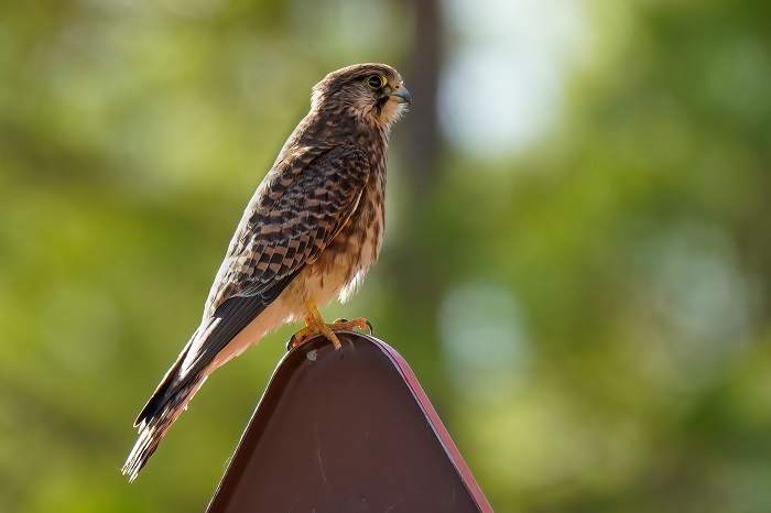 Vogelarten Kanarische Inseln 