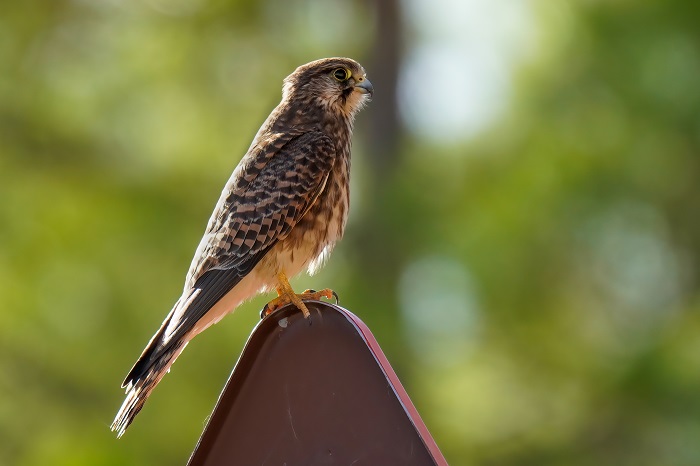 Vogelbeobachtung Gran Canaria