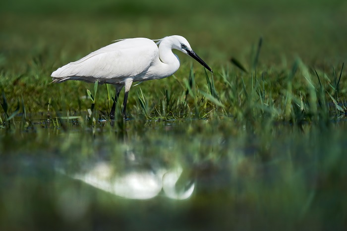 Vogelarten Kanarische Inseln