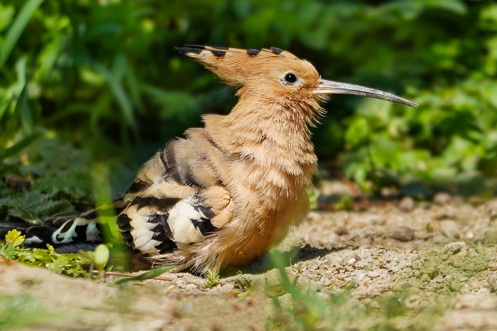 Vogelarten Gran Canaria
