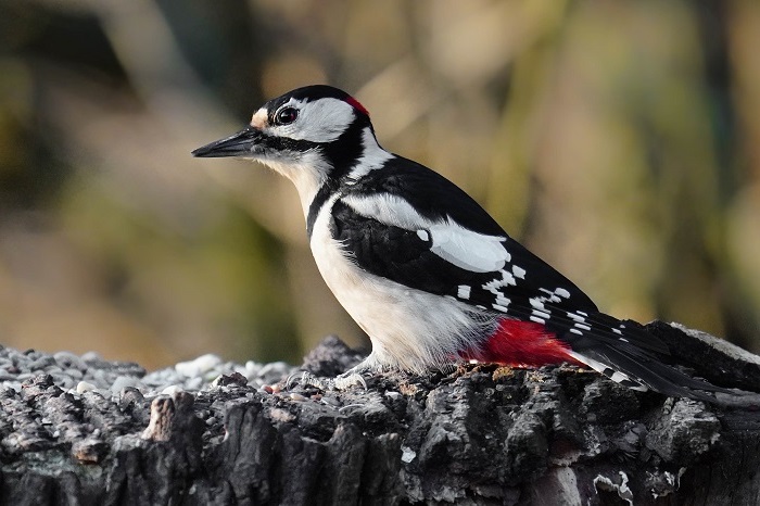 Vogelarten Gran Canaria